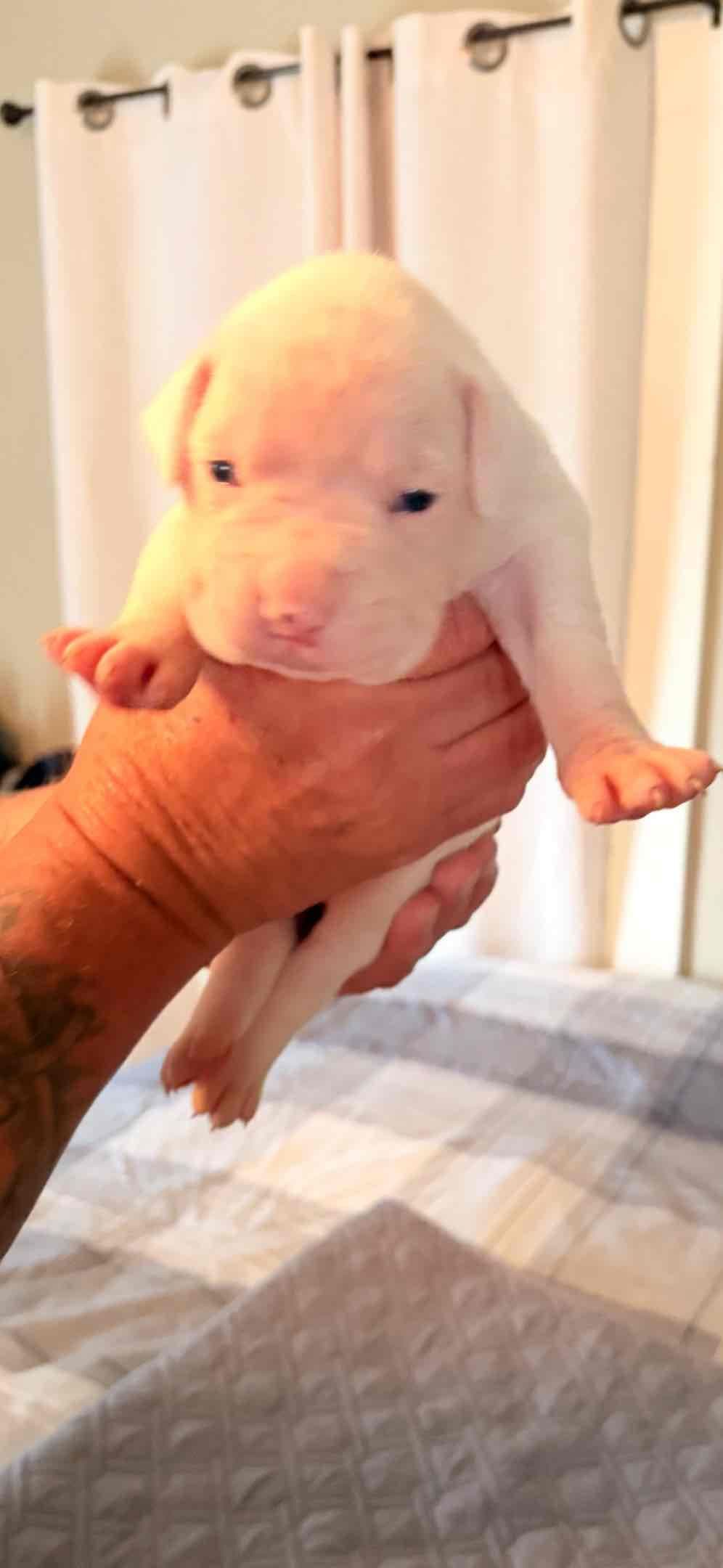 Boxer Puppies breeder image 1