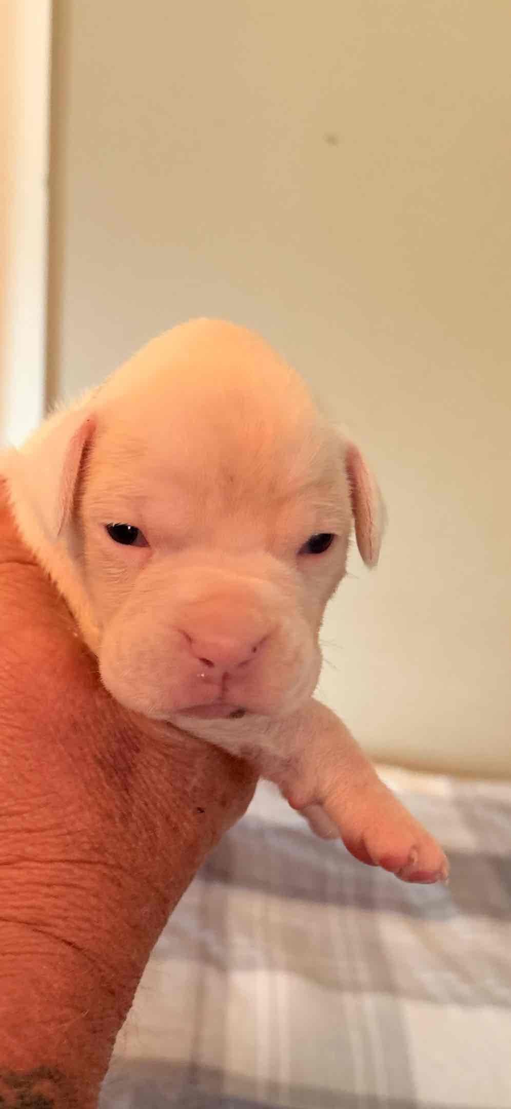 Boxer Puppies breeder image 5