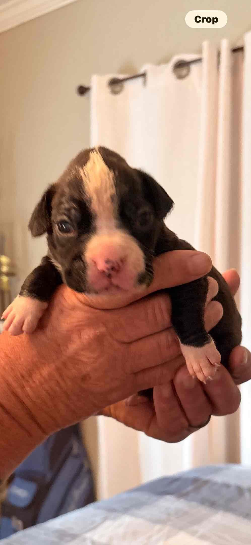 Boxer Puppies breeder image 7