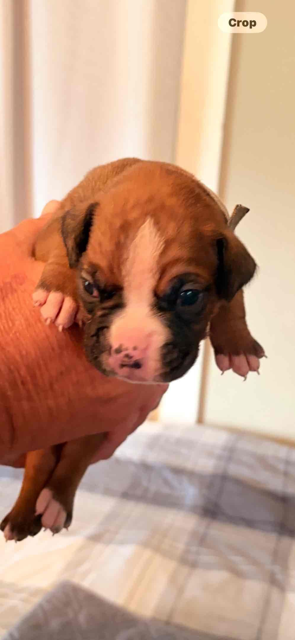 Boxer Puppies breeder image 3