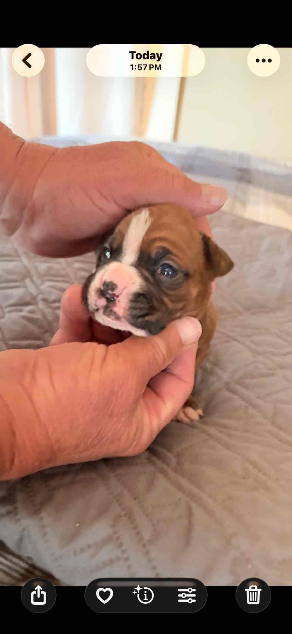 Boxer Puppies breeder image 6