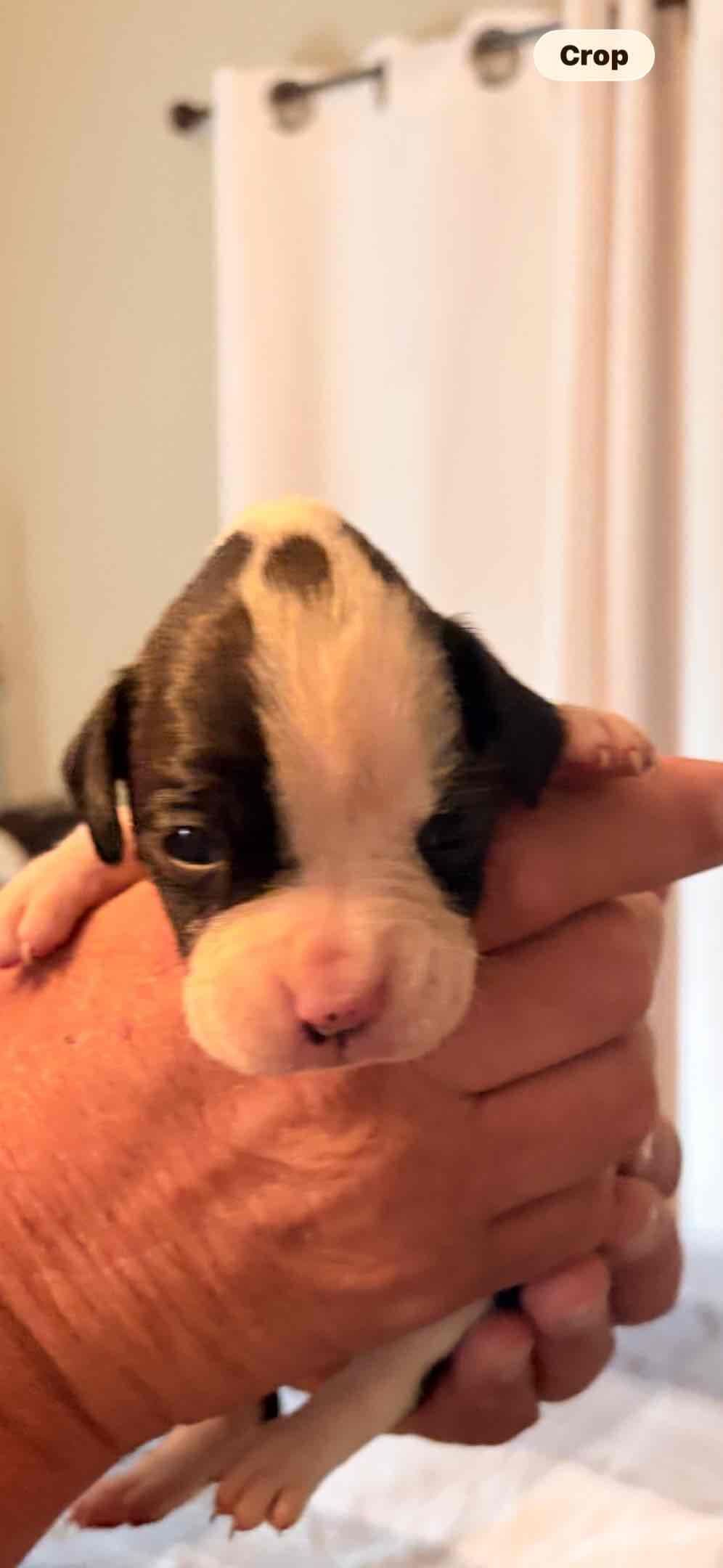 Boxer Puppies breeder image 2