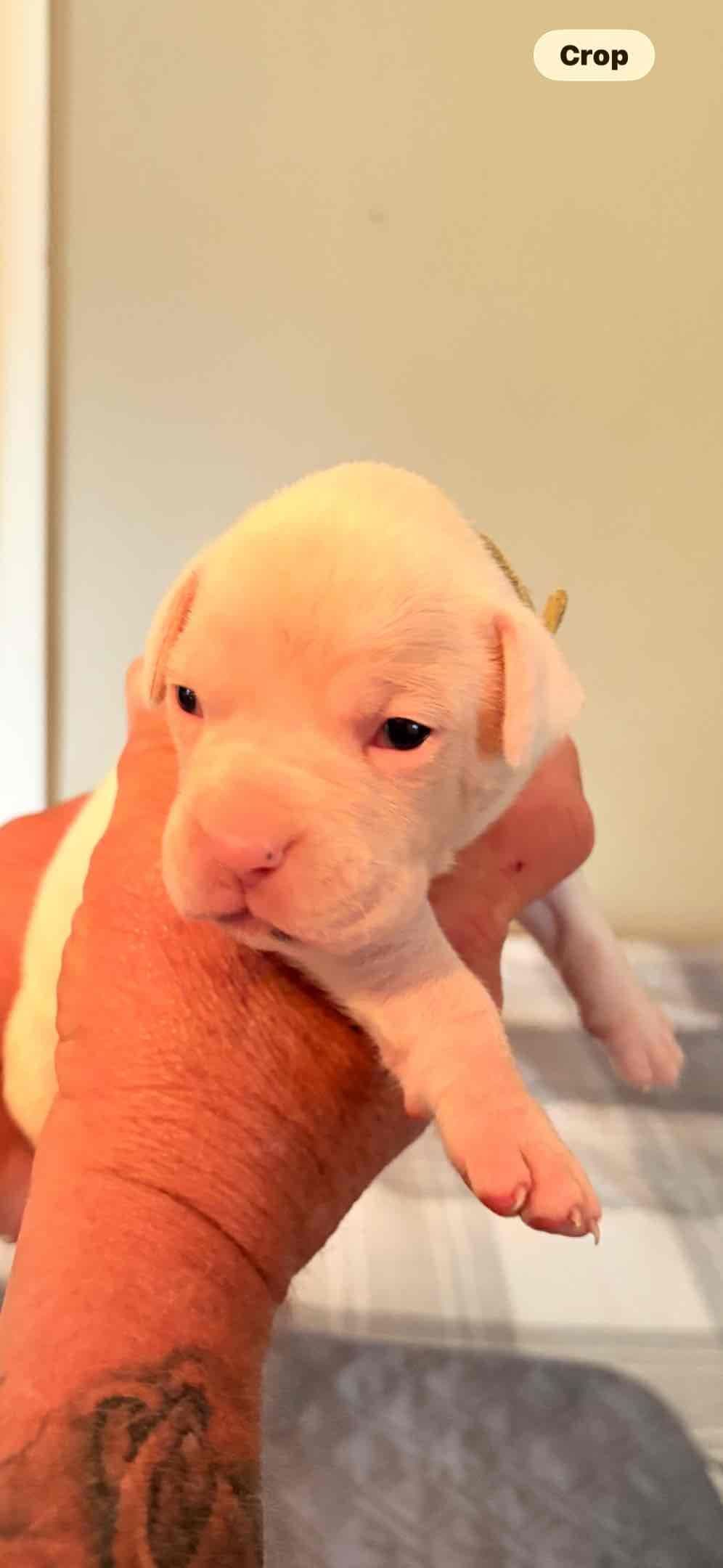 Boxer Puppies breeder image 8