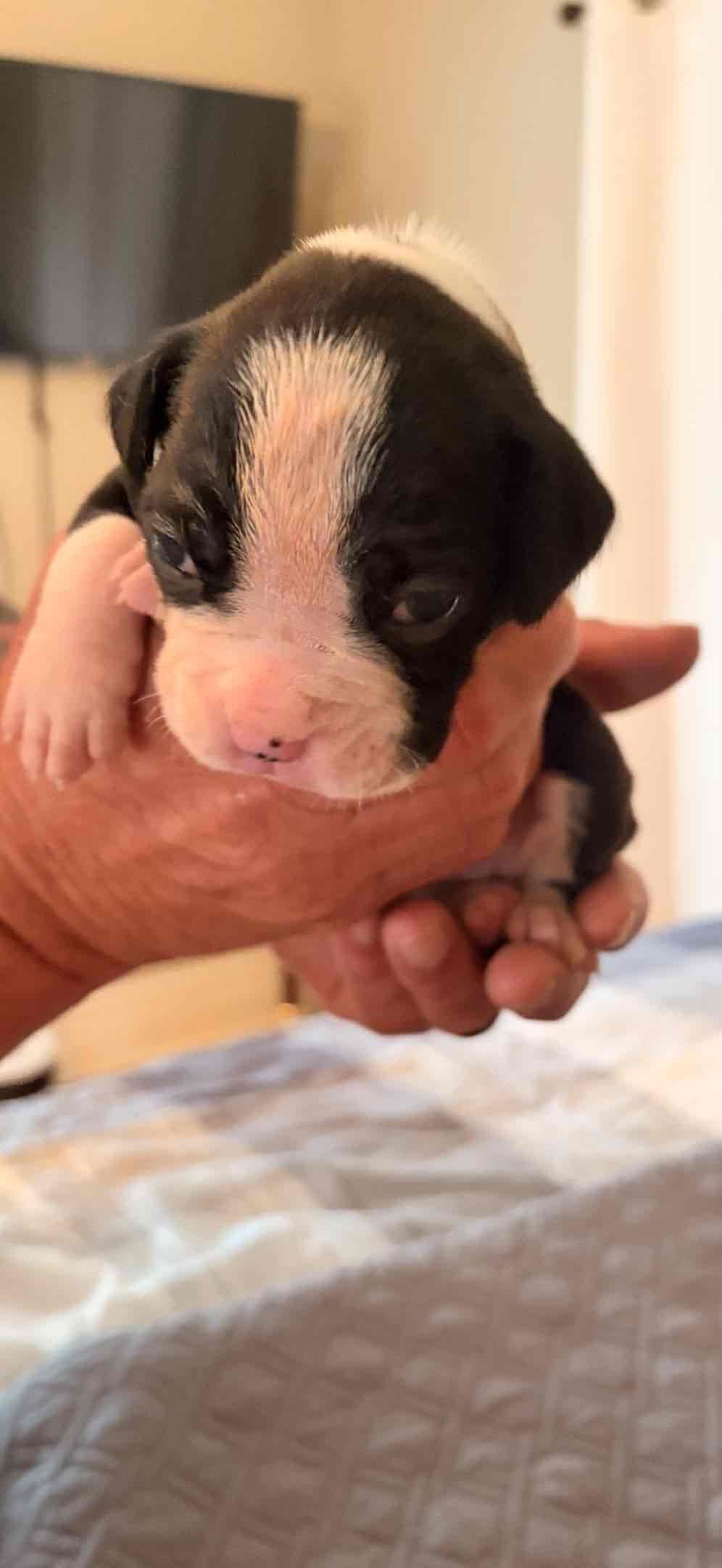Boxer Puppies breeder image 9