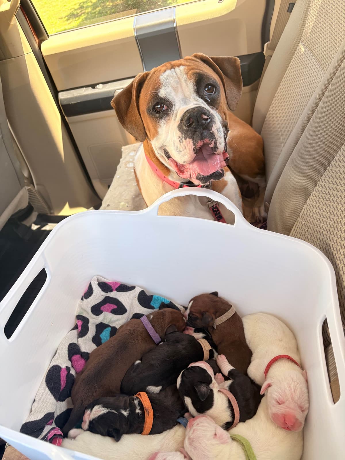 Boxer Puppies breeder image 12