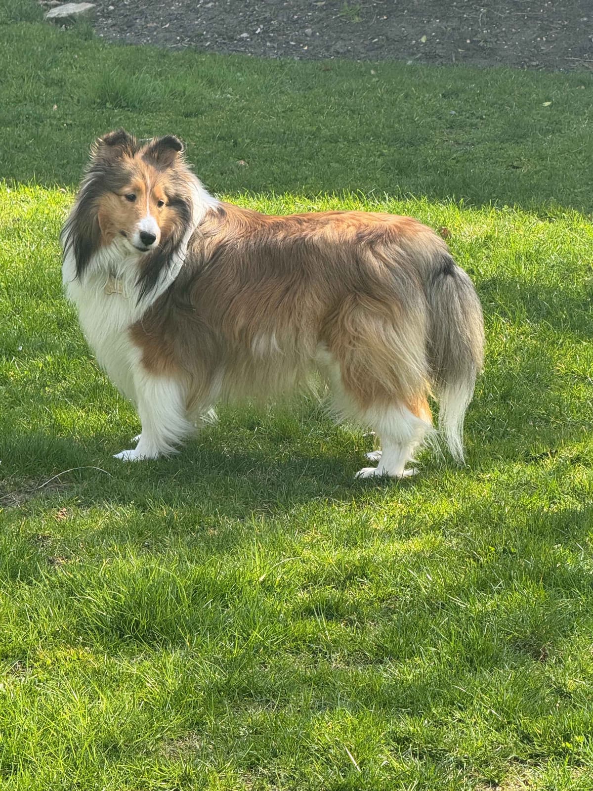 Shetland Sheepdog Puppies breeder image 1