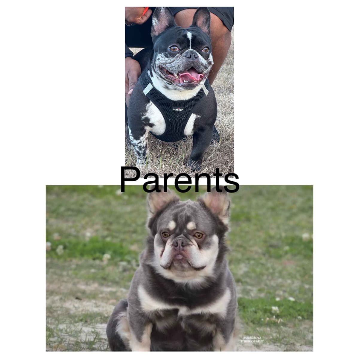 French Bulldog Puppy breeder image 2