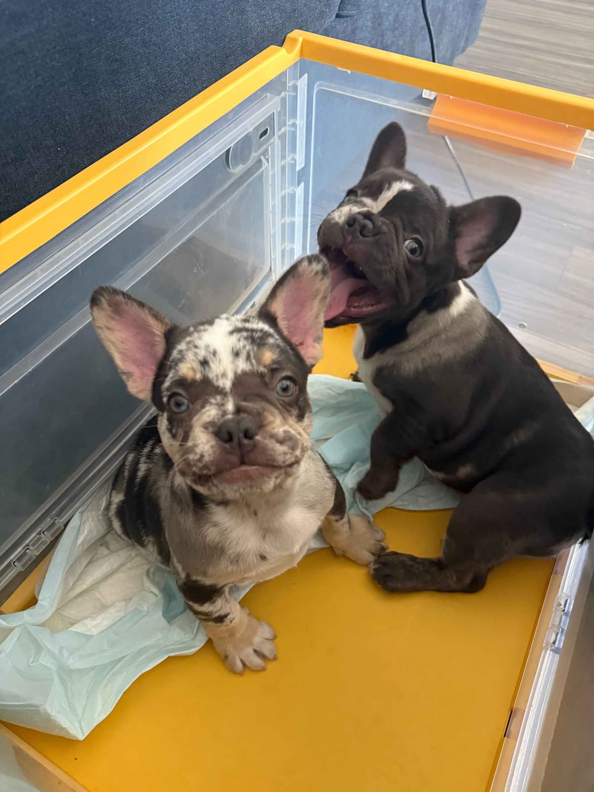 French Bulldog Puppy breeder image 3