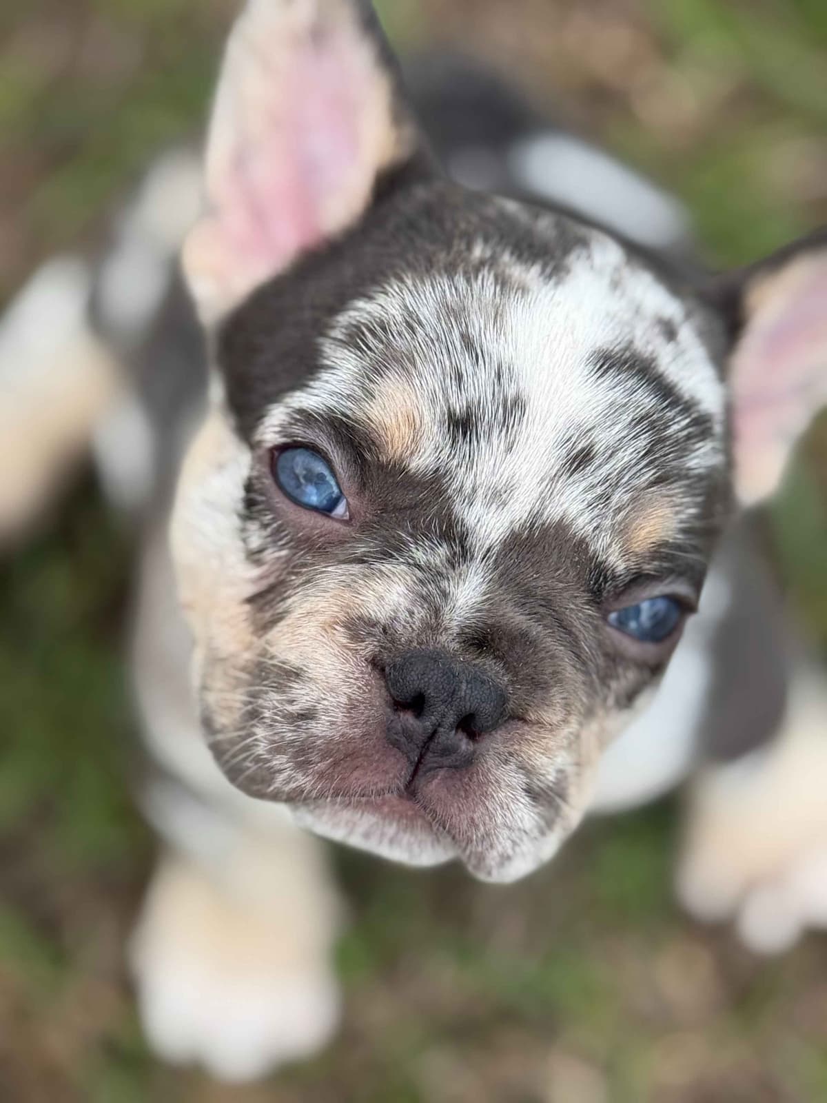 French Bulldog Puppy breeder image 6