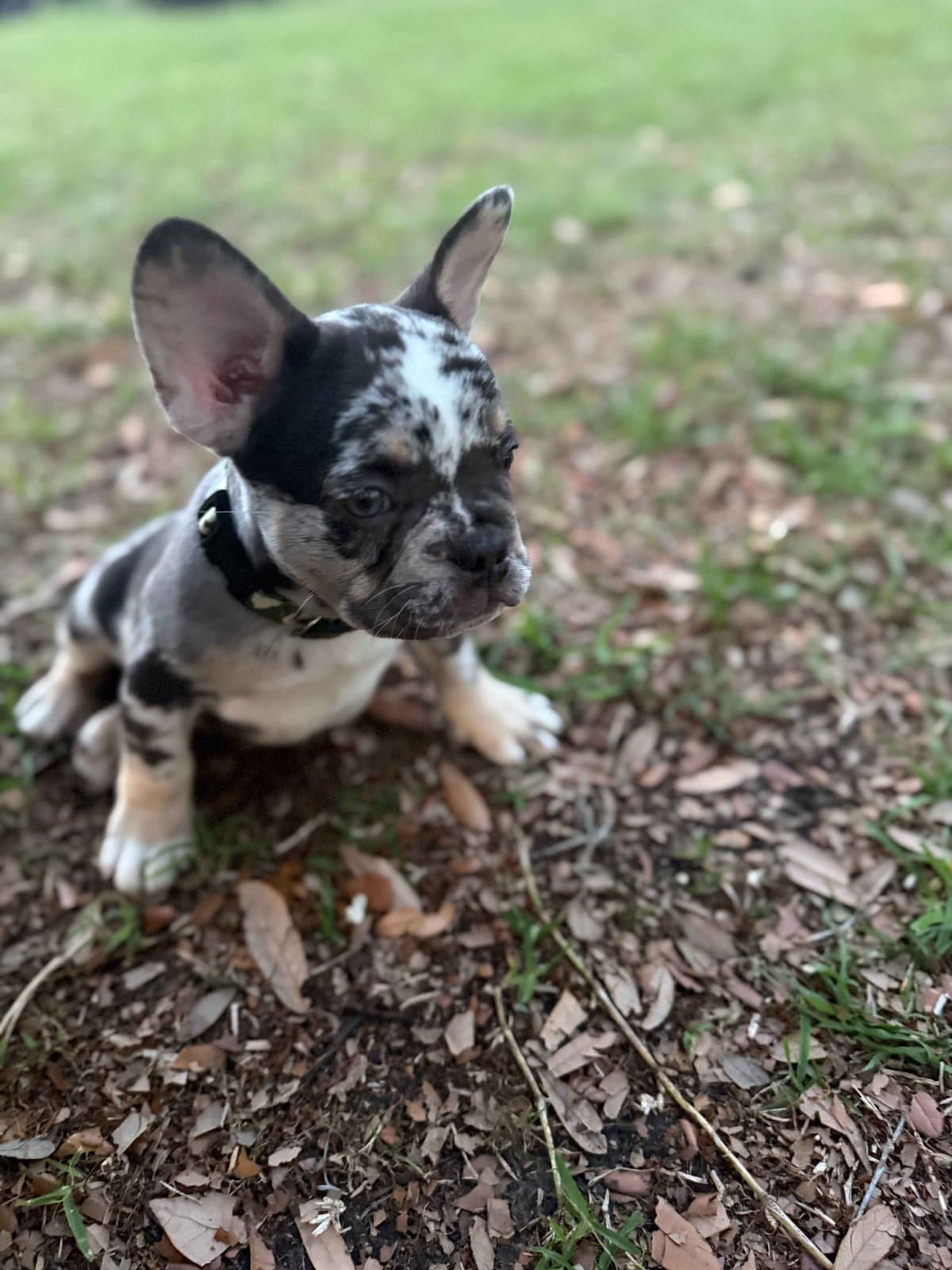French Bulldog Puppy breeder image 5