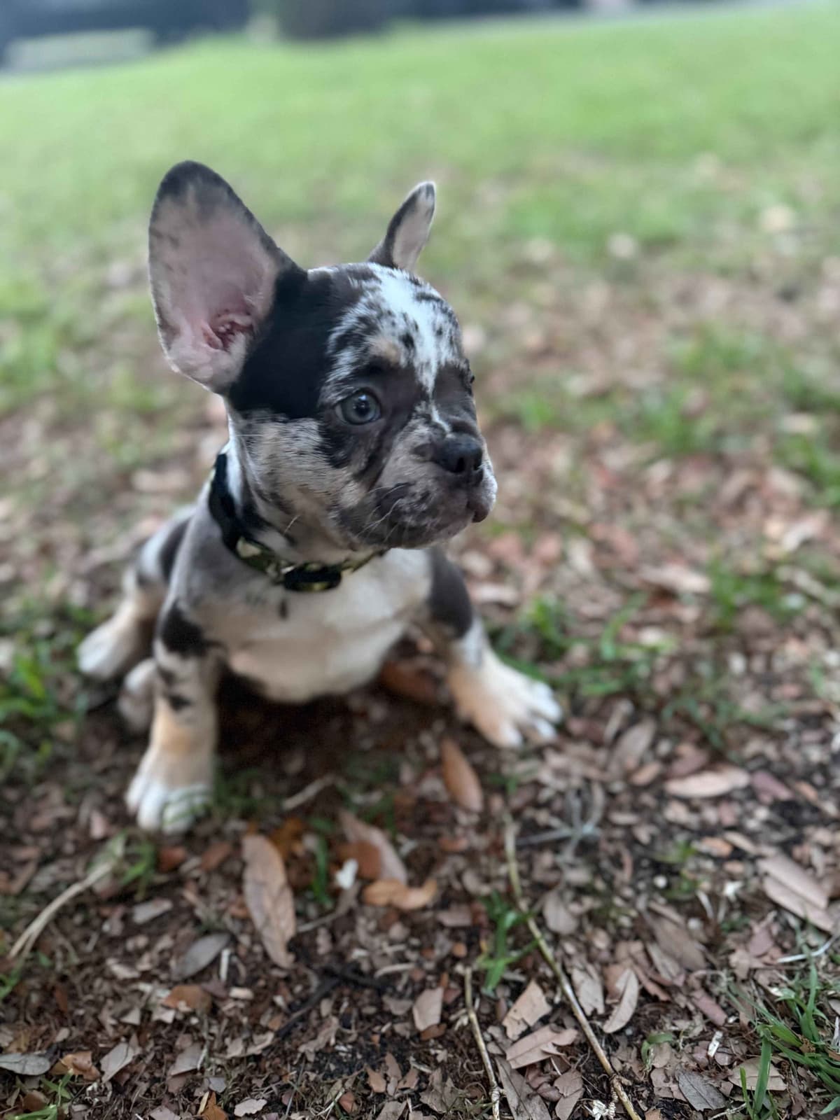 French Bulldog Puppy breeder image 12