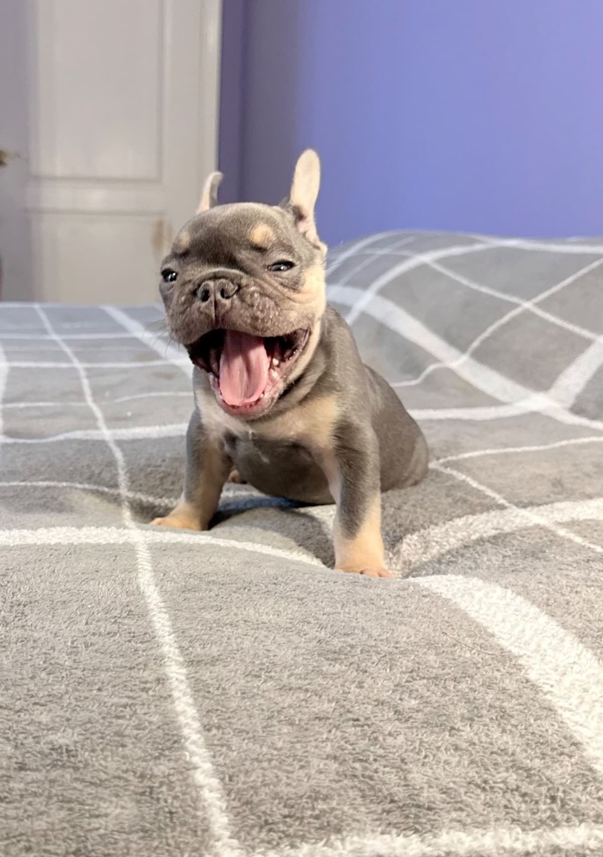French Bulldog Puppies breeder image 4