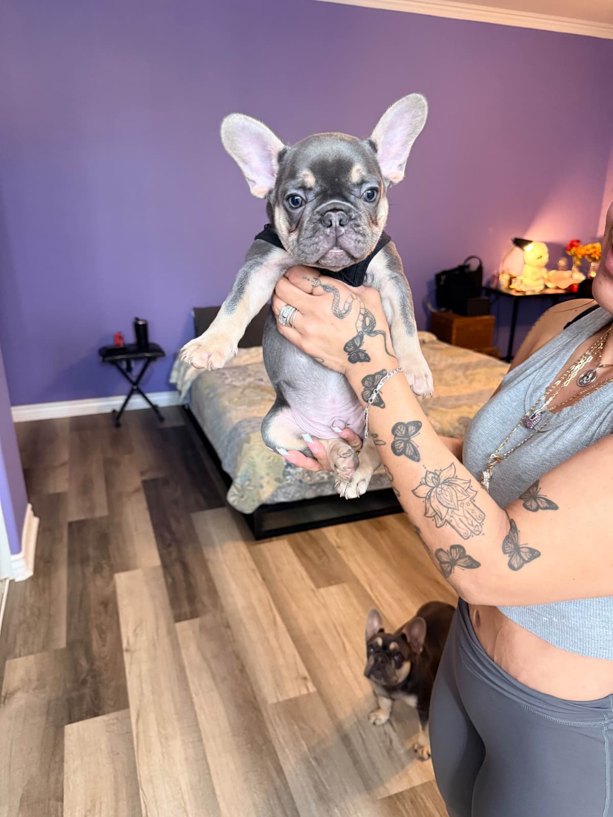 French Bulldog Puppies breeder image 10