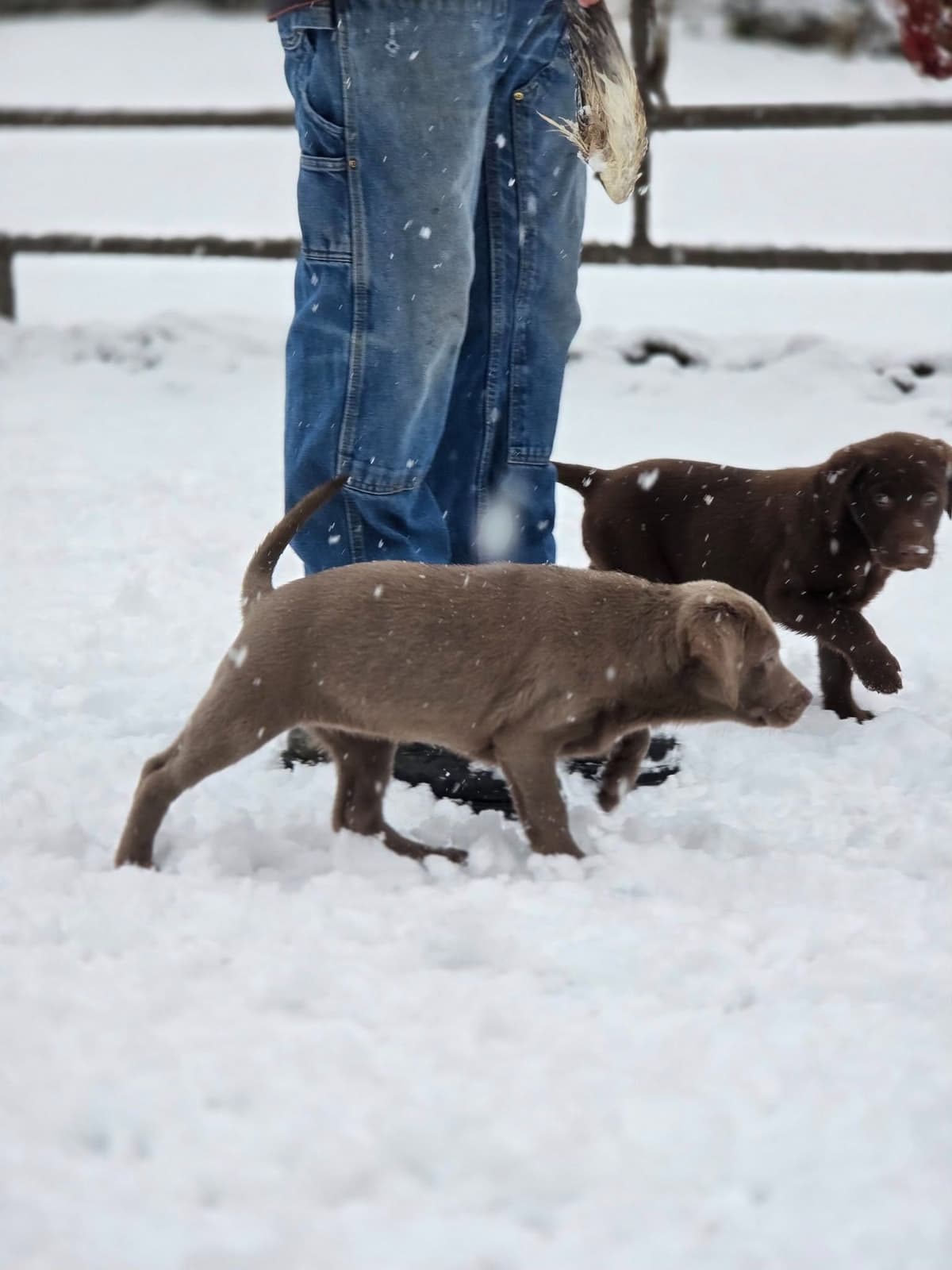 Labrador Retriever Puppies breeder image 5