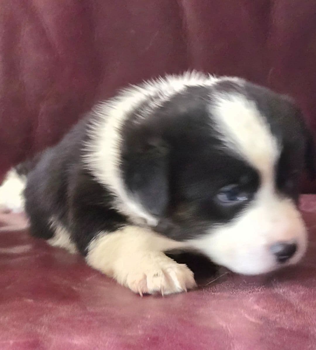 Cardigan Welsh Corgi Puppies breeder image 11