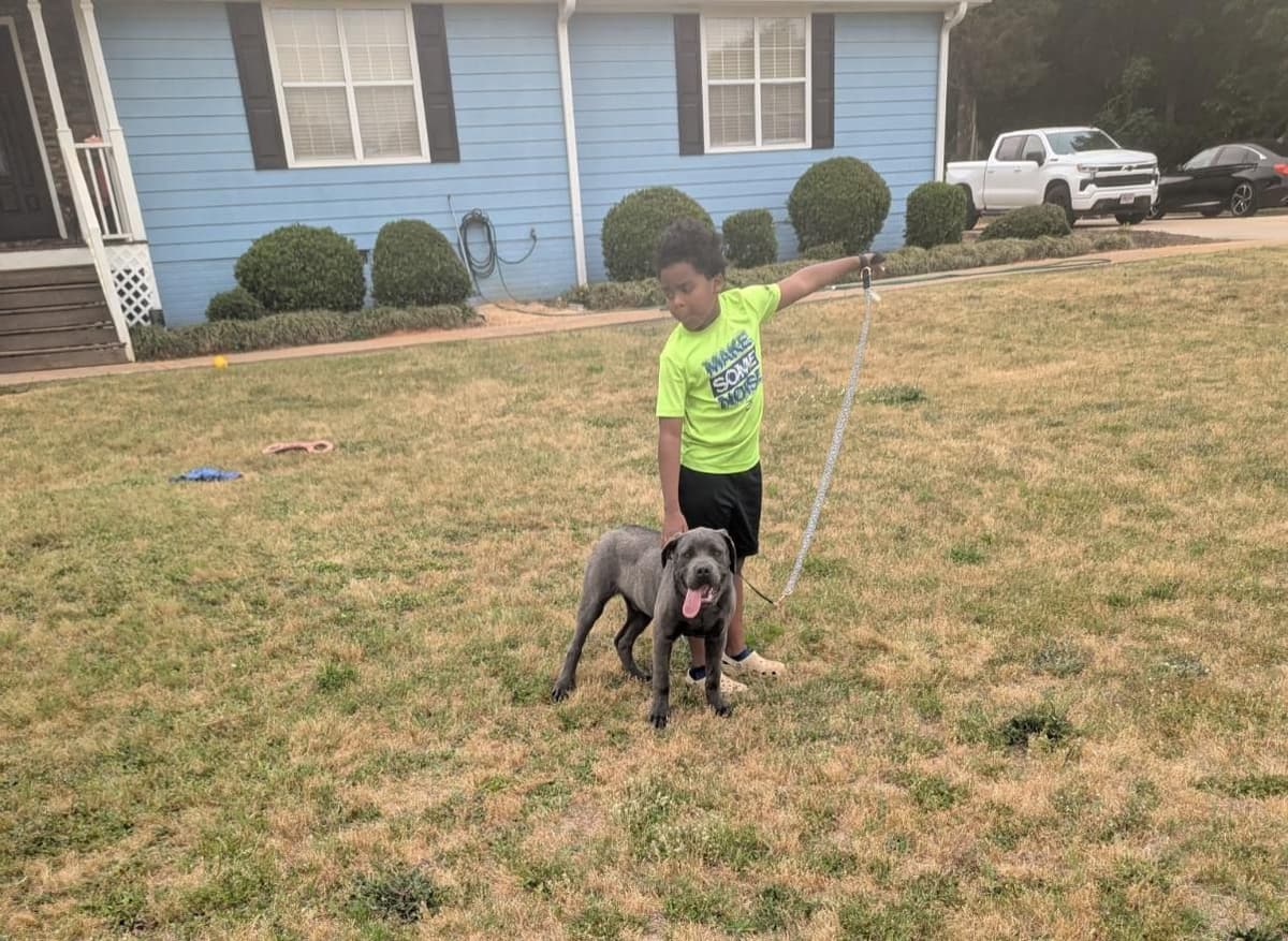 Cane Corso Puppies breeder image 5