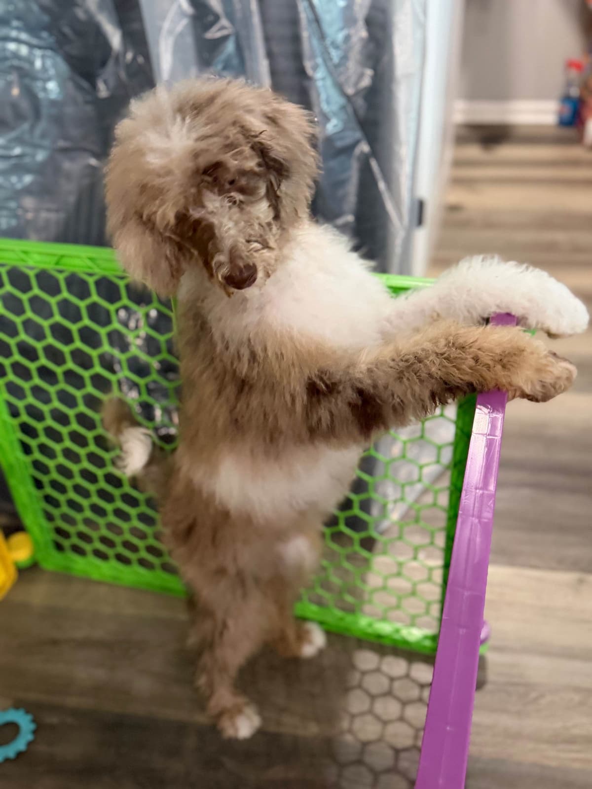 Standard Poodle Puppies breeder image 2