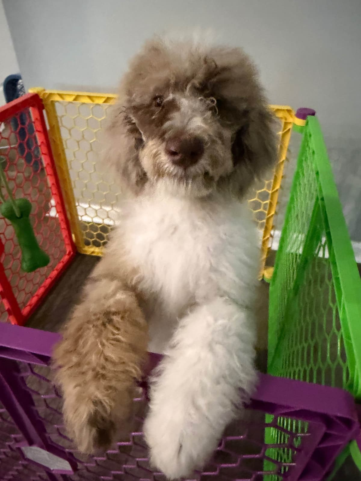 Standard Poodle Puppies breeder image 5