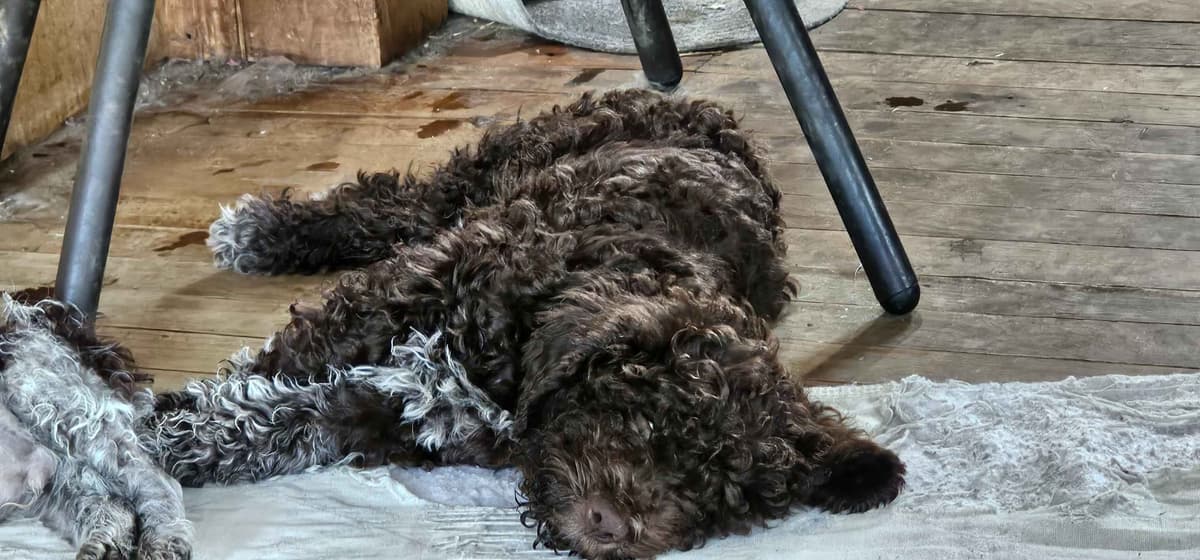 Lagotto Romagnolo Puppies breeder image 10