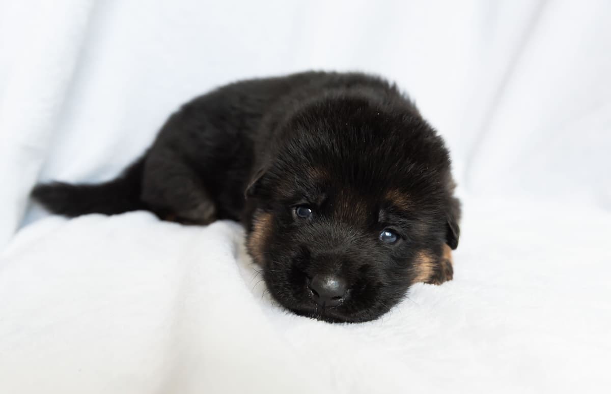 Outstanding AKC German Shepherd Female Puppy – IGP3 & VA Pedigree breeder image 15