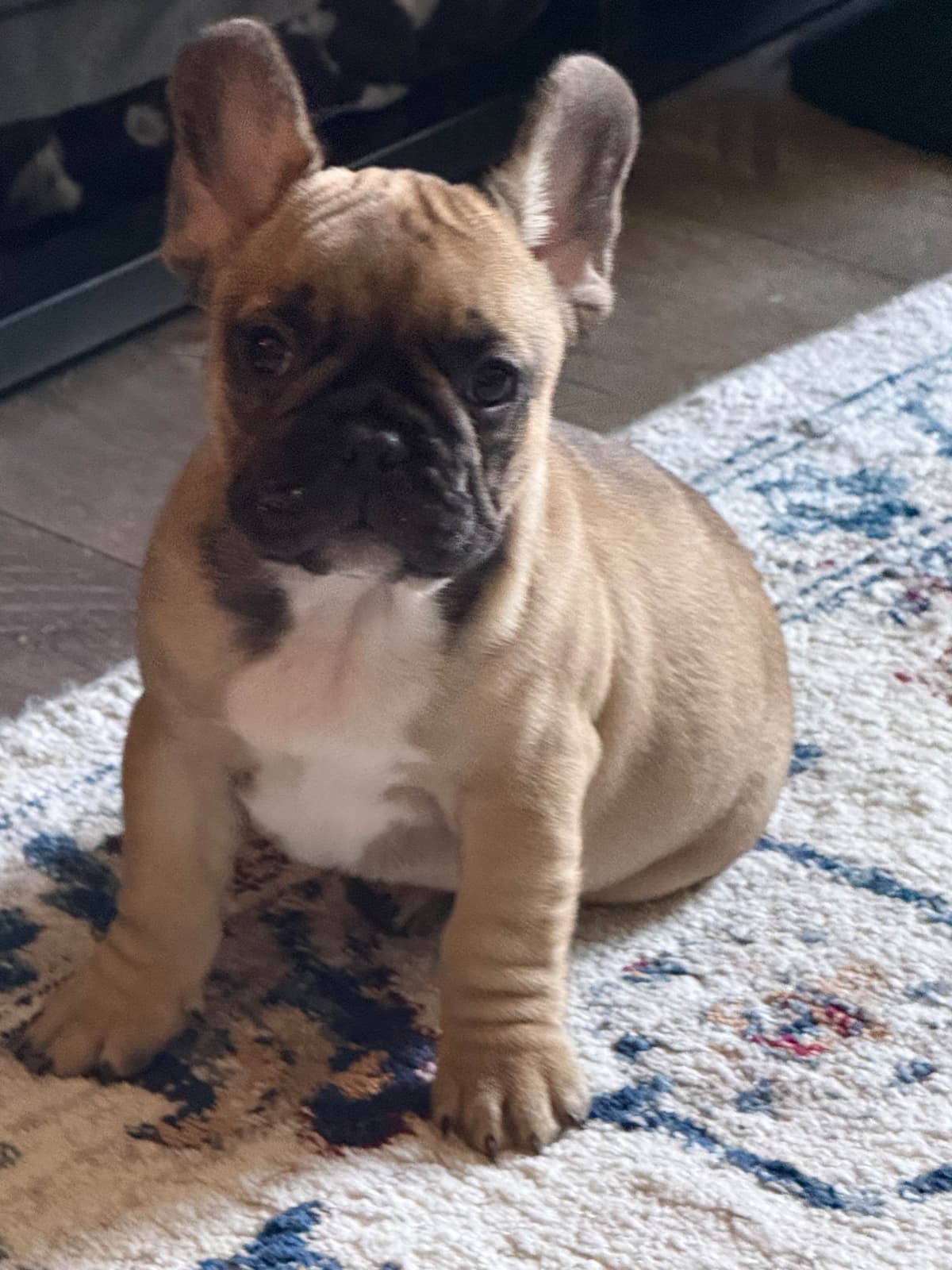 French Bulldog Puppies breeder image 6