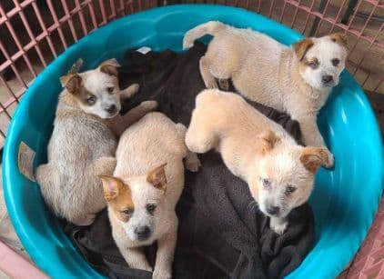Australian Cattle Dog Puppies 3 girls Available breeder image 1