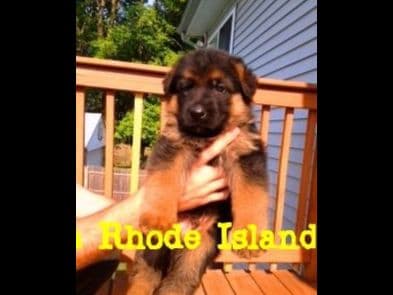 German Shepherd Dog Puppies breeder image 4