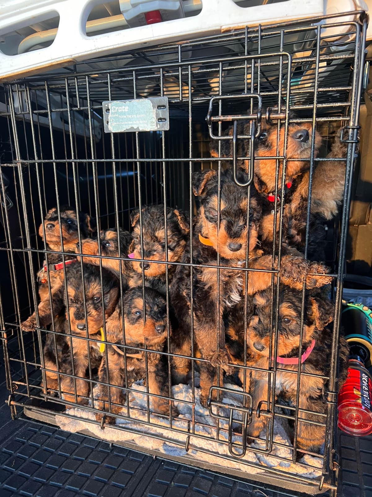 Airedale Terrier Puppies breeder image 10