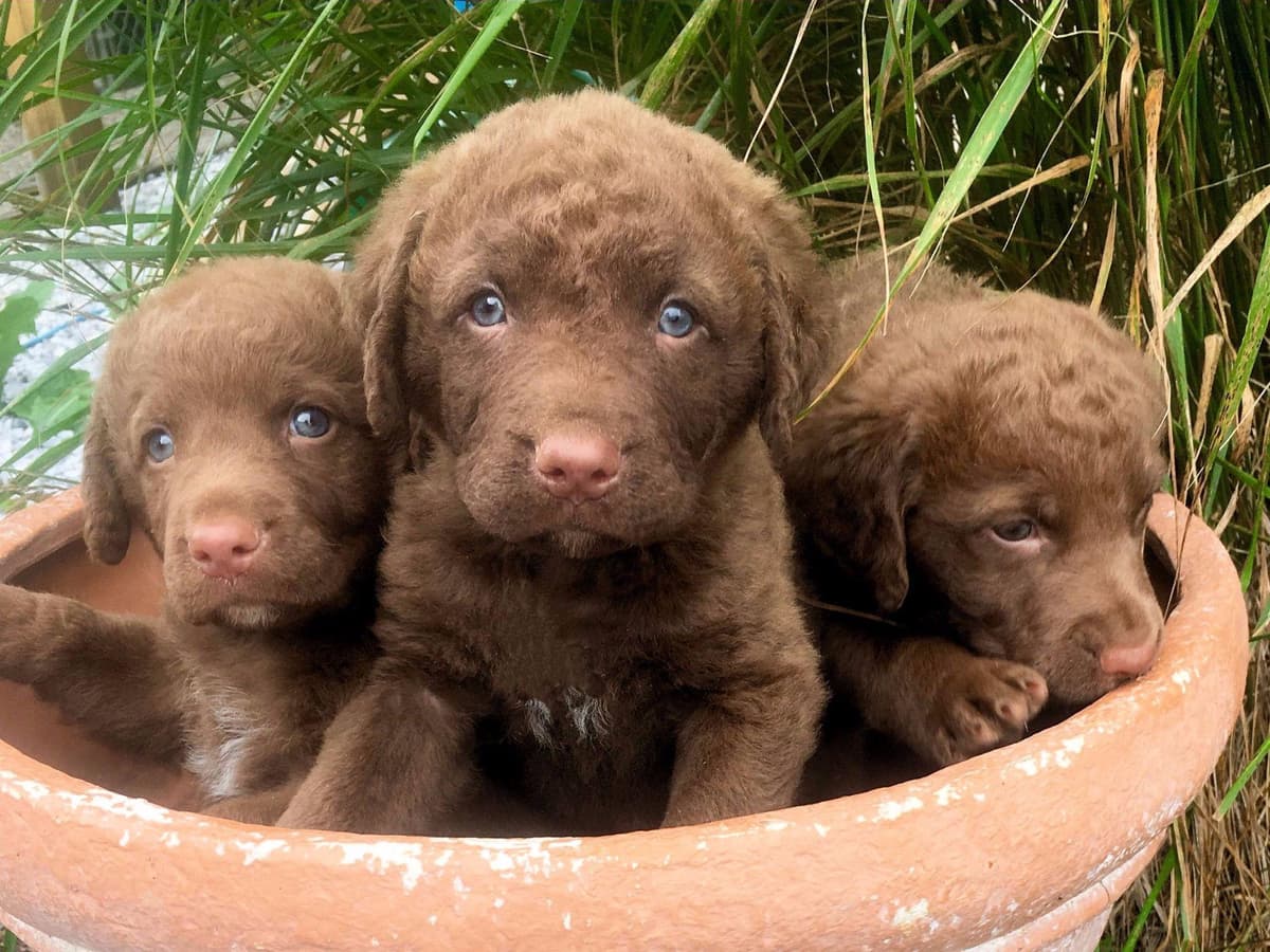 Early Fall Litter ~ Breeder of Merit Silver Level breeder image 16