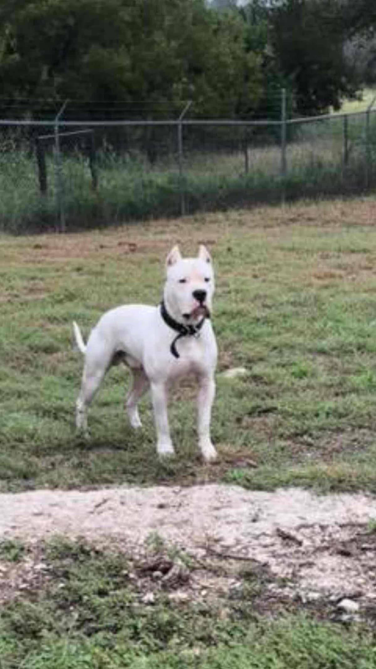 Dogo Argentino Puppies breeder image 1