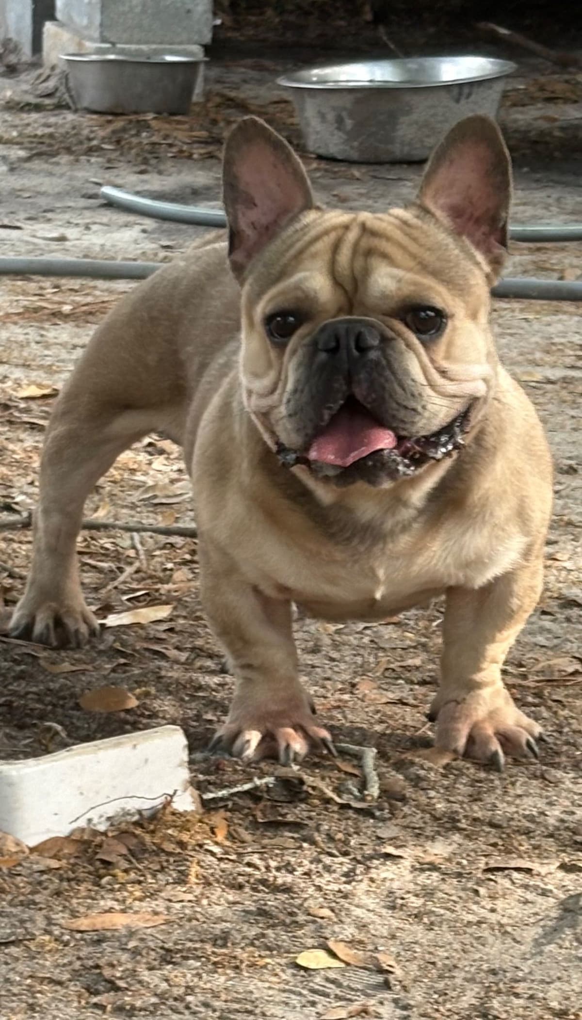 French Bulldog Puppies breeder image 4