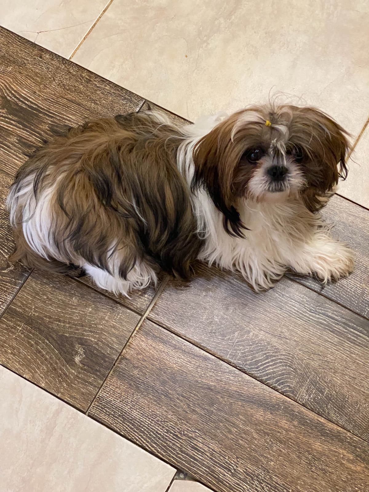 Shih Tzu Puppies Orlando breeder image 1