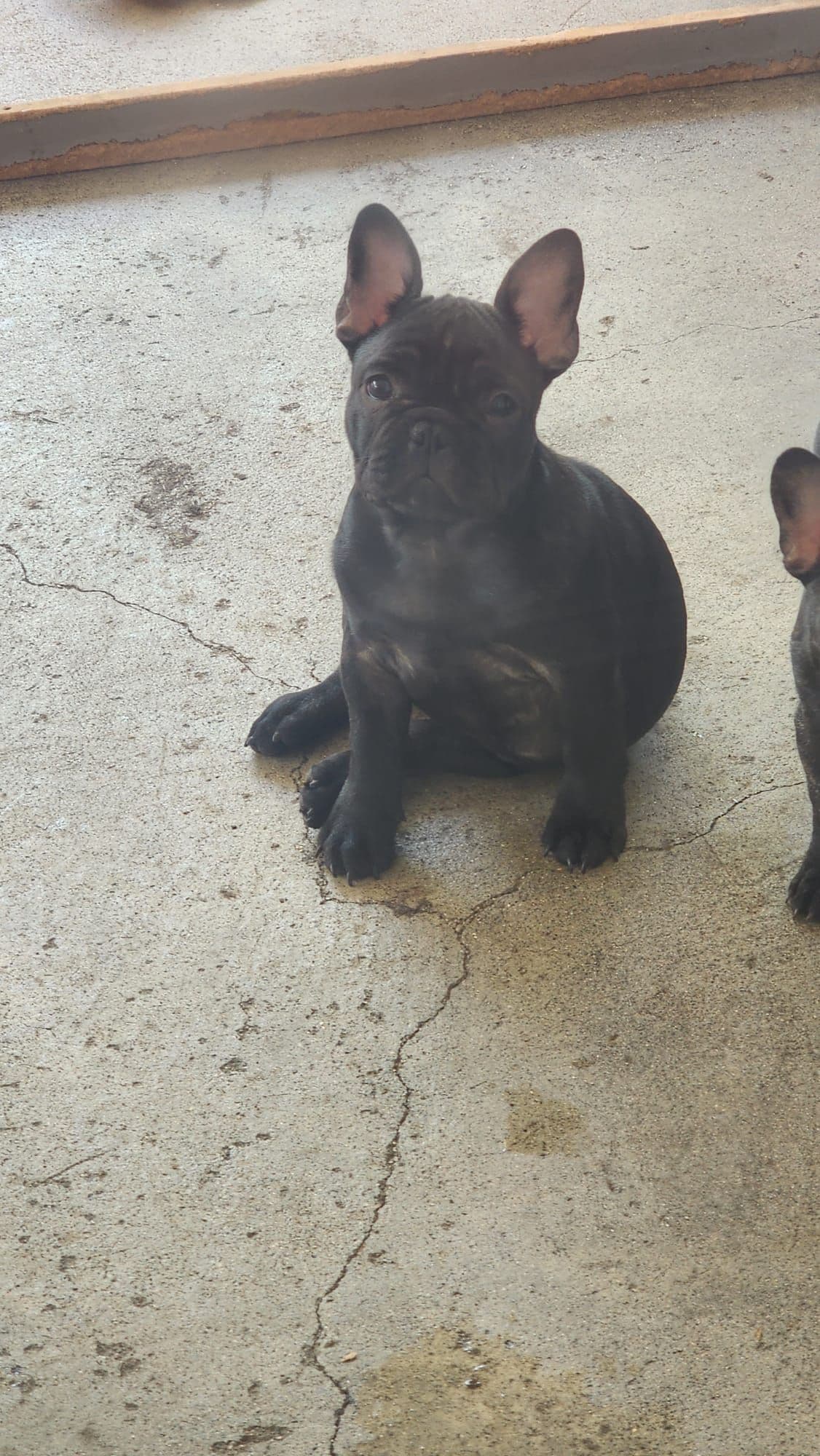French Bulldog Puppies breeder image 5