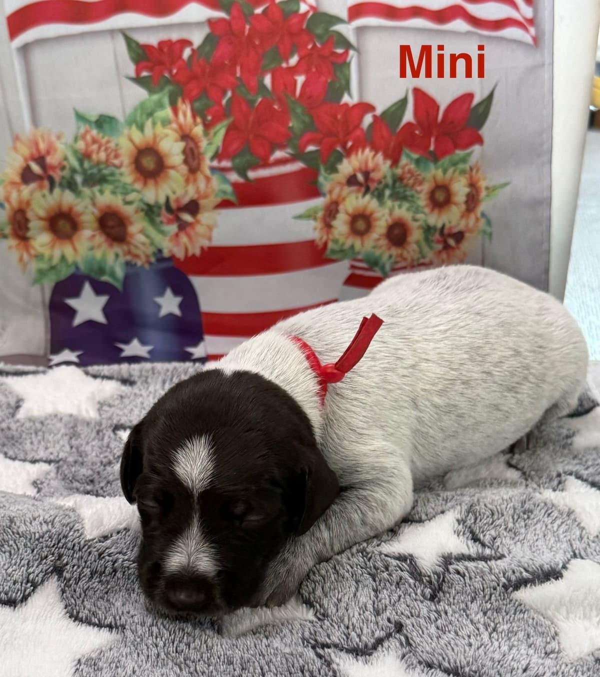 Wirehaired Pointing Griffon Puppies breeder image 8