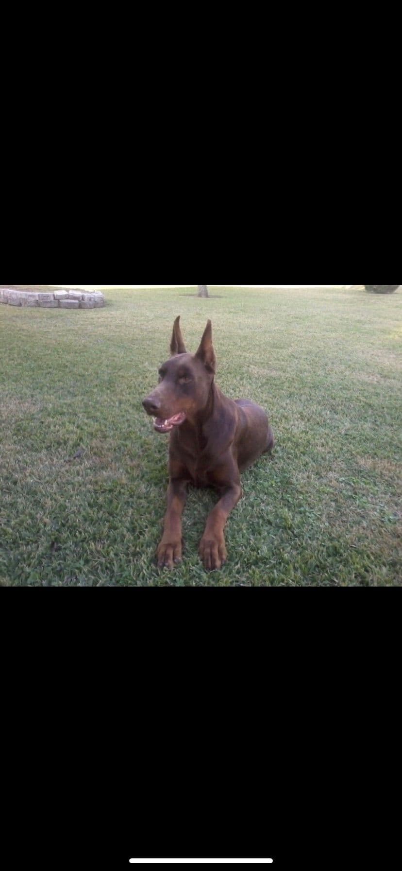 Doberman Pinscher Puppies breeder image 3