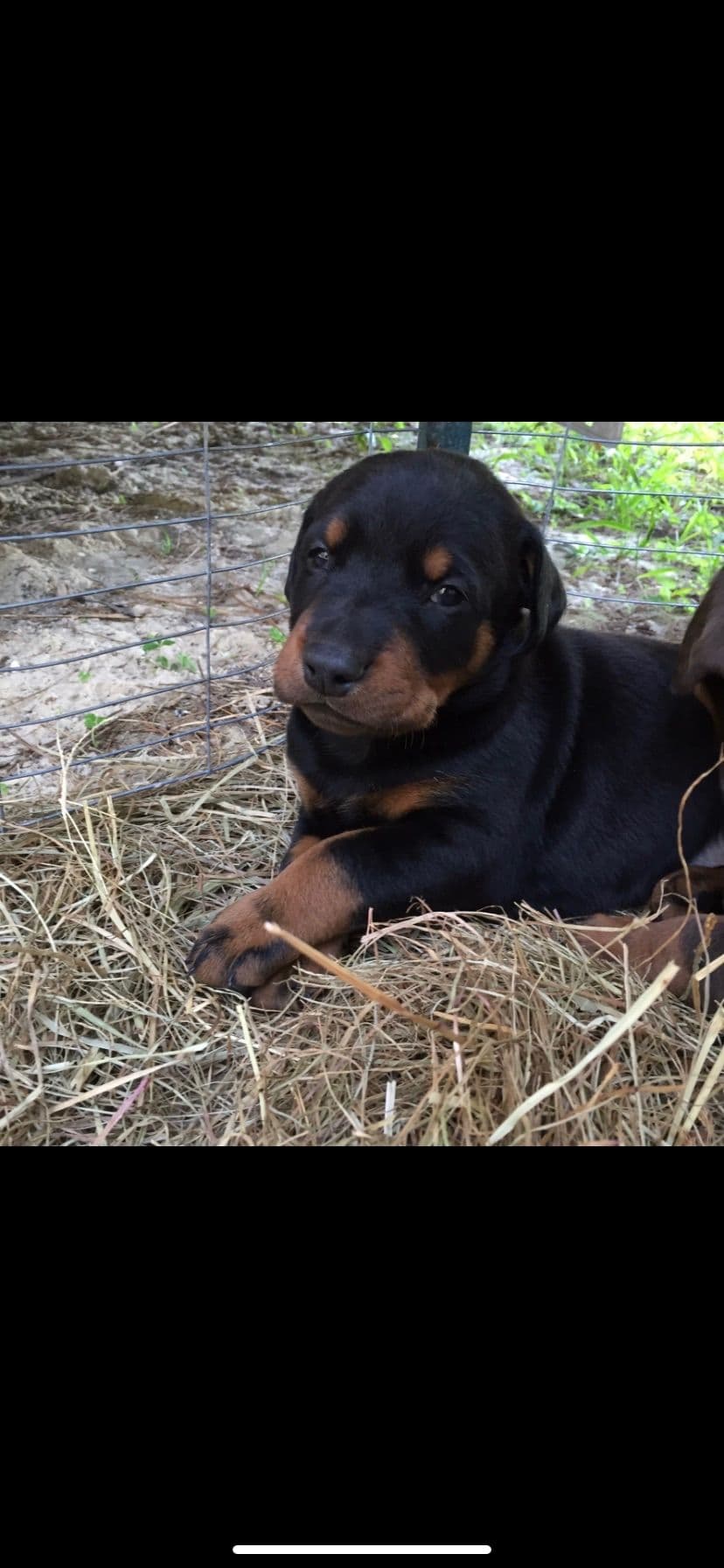 Doberman Pinscher Puppies breeder image 4