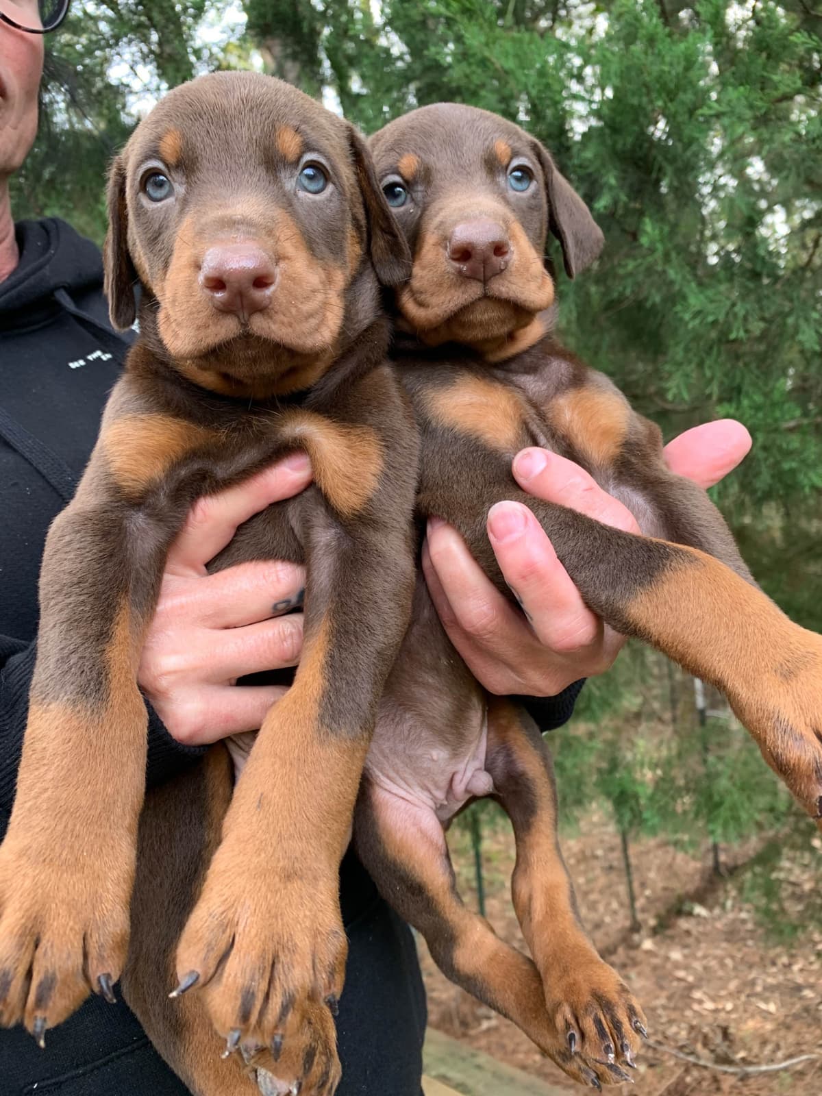 Doberman Pinscher Puppies breeder image 14