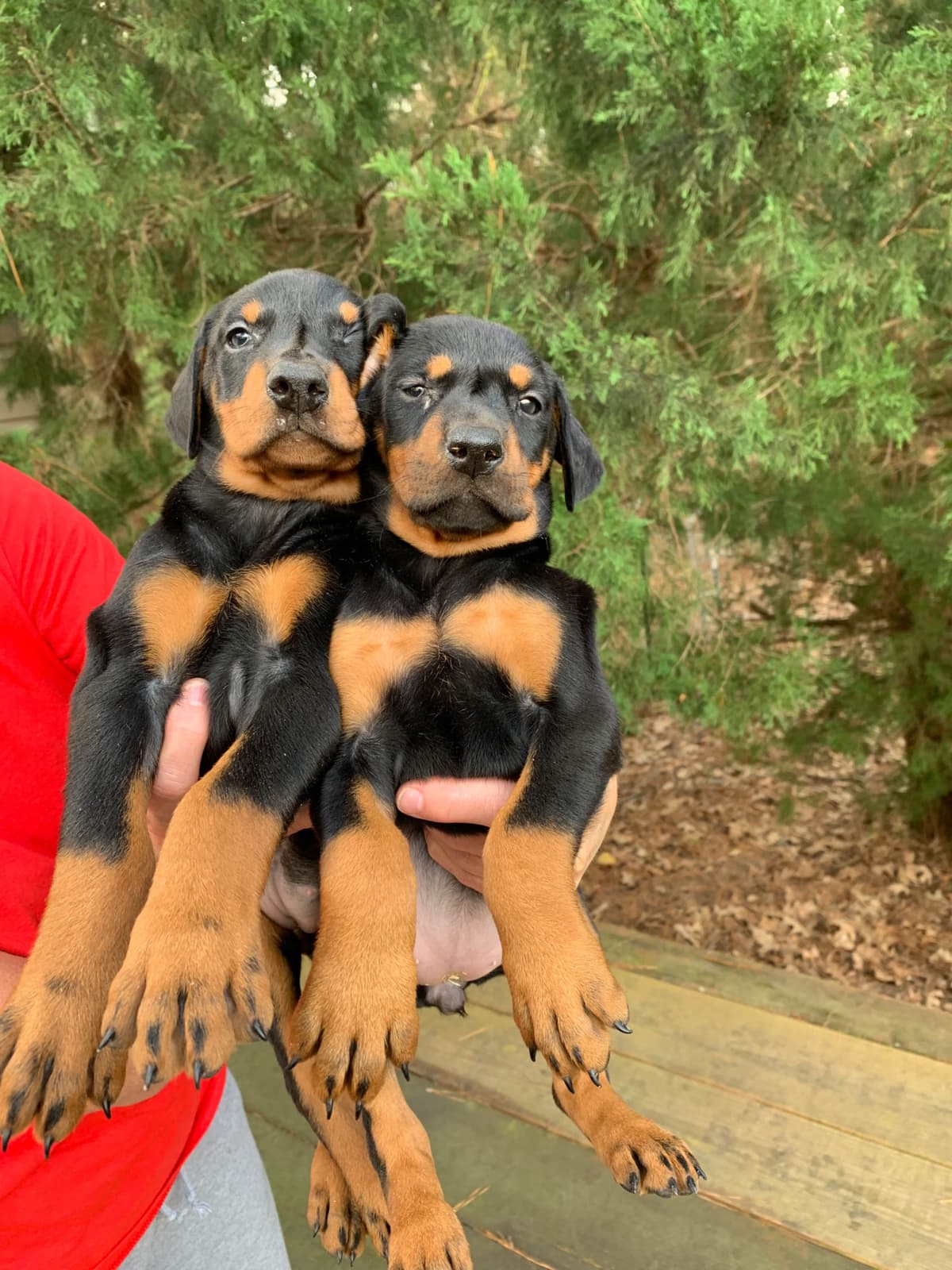 Doberman Pinscher Puppies breeder image 17