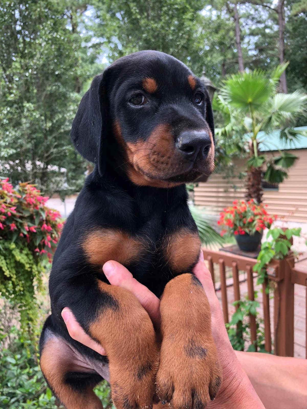 Doberman Pinscher Puppies breeder image 18