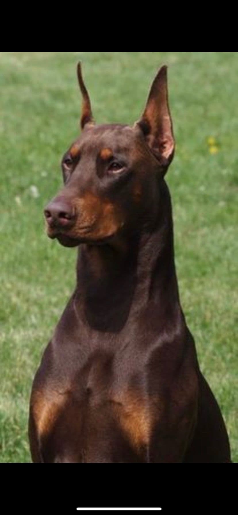 Doberman Pinscher Puppies breeder image 20