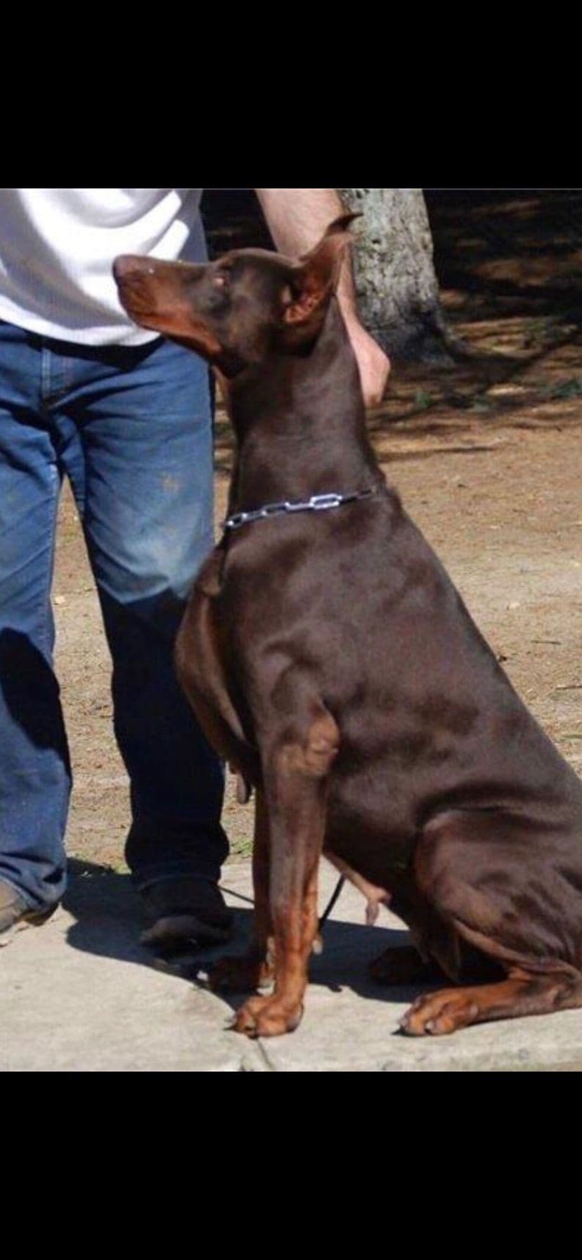 Doberman Pinscher Puppies breeder image 21