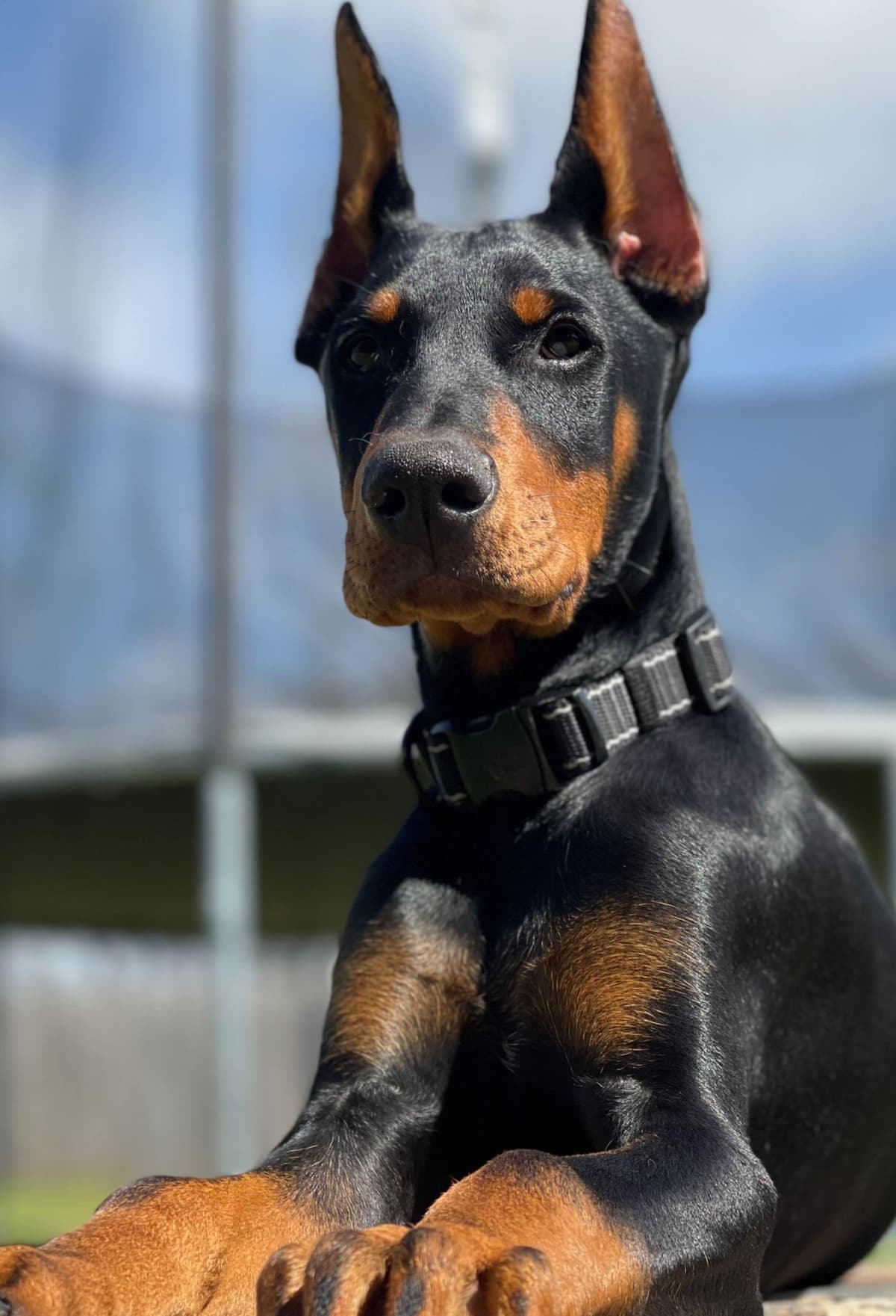 Doberman Pinscher Puppies breeder image 24