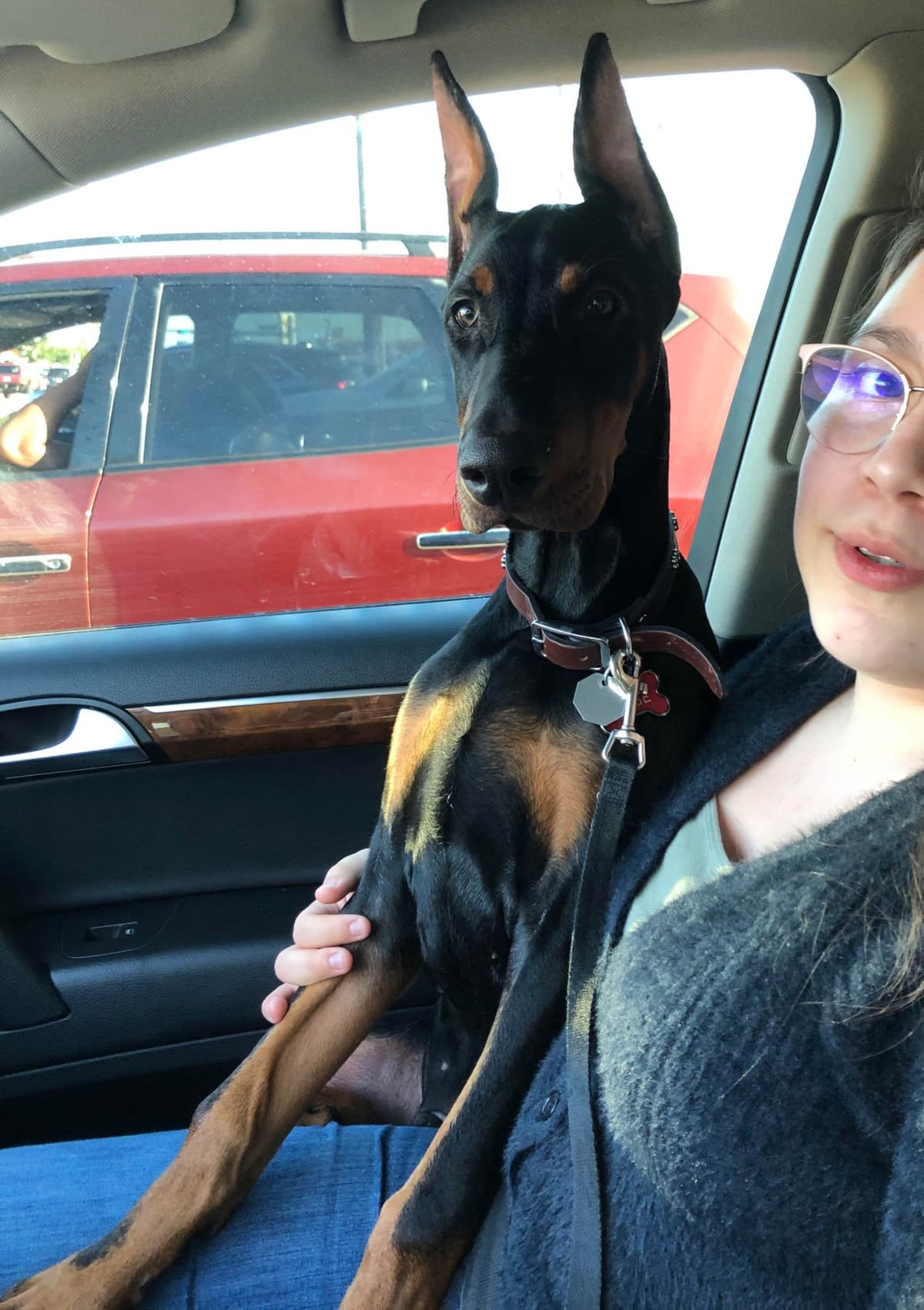 Doberman Pinscher Puppies breeder image 26