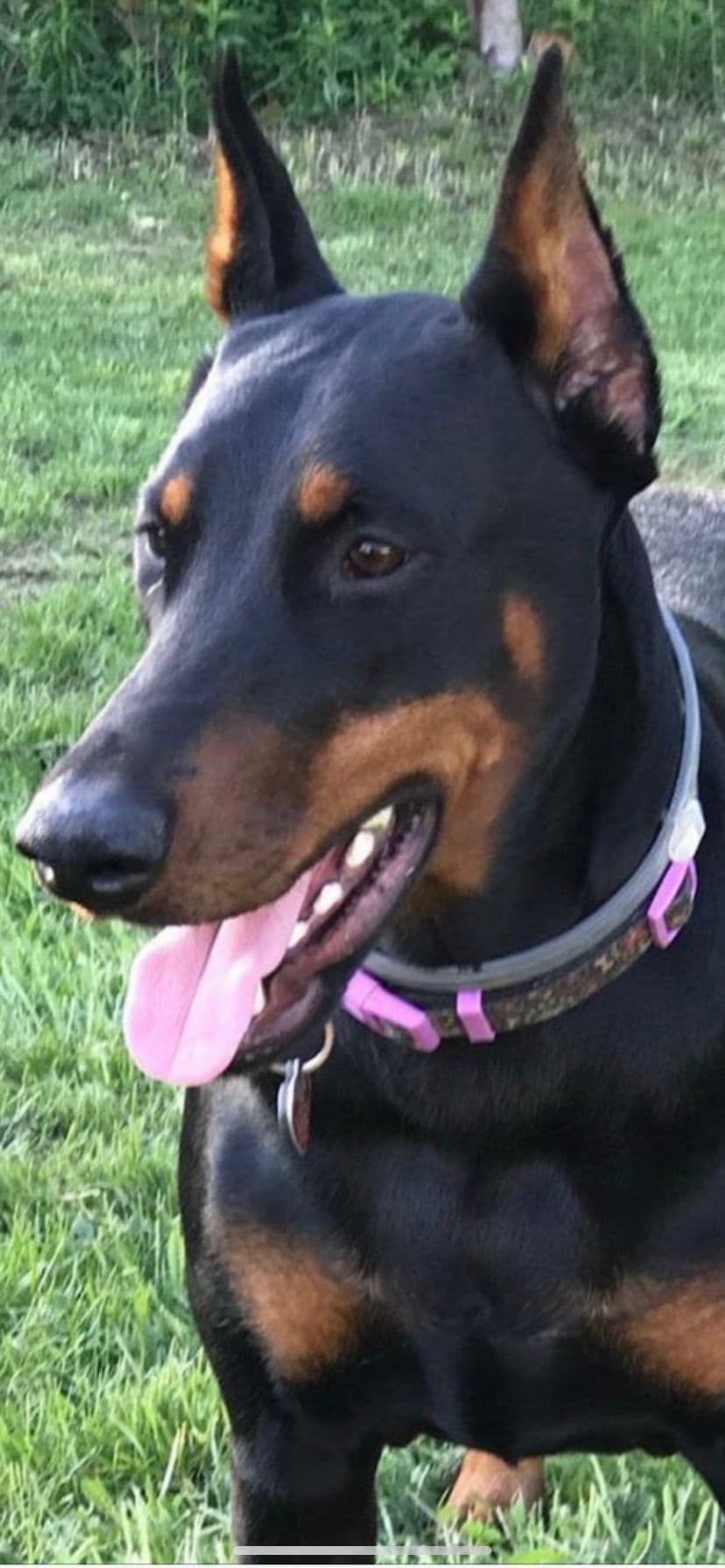 Doberman Pinscher Puppies breeder image 27