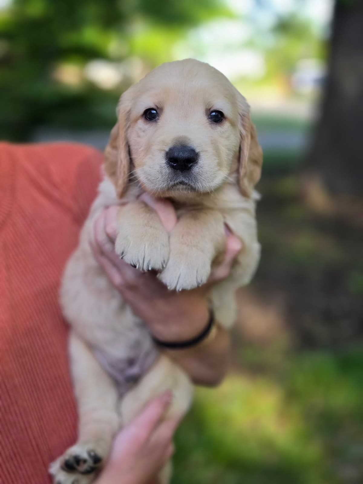 Home Raised AKC Golden Retriever Puppies – Daisy & Boone's Litter breeder image 6