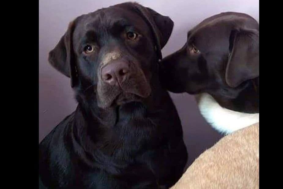 Labrador Retriever Puppies breeder image 9