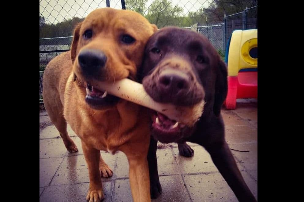 Labrador Retriever Puppies breeder image 10