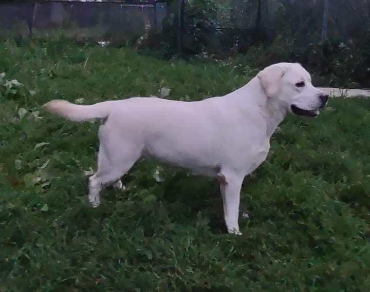 Labrador Retriever Puppies breeder image 14