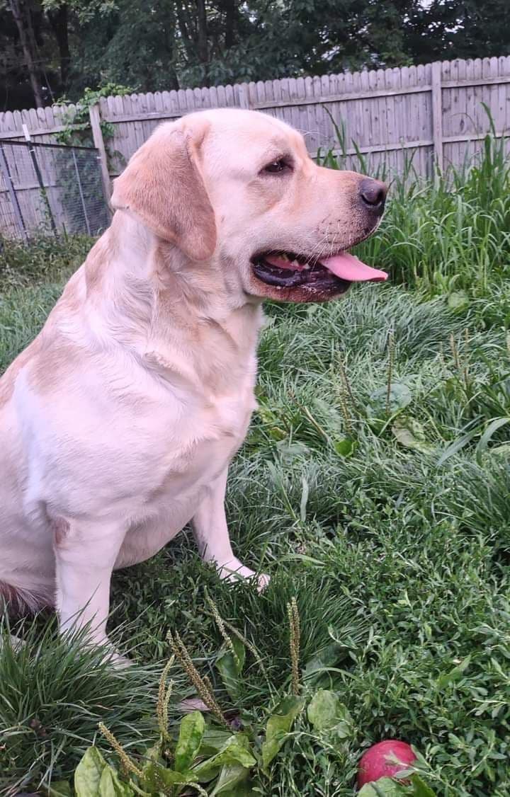 Labrador Retriever Puppies breeder image 15