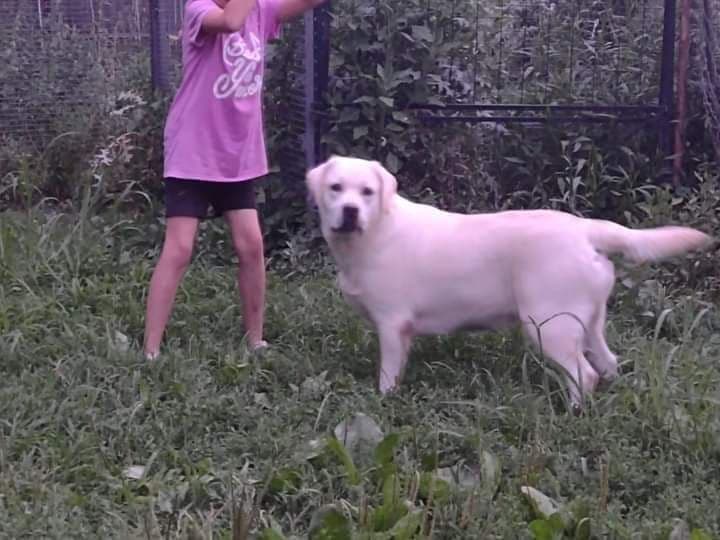 Labrador Retriever Puppies breeder image 17